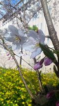 Flowering almond,Oriental bush cherry
